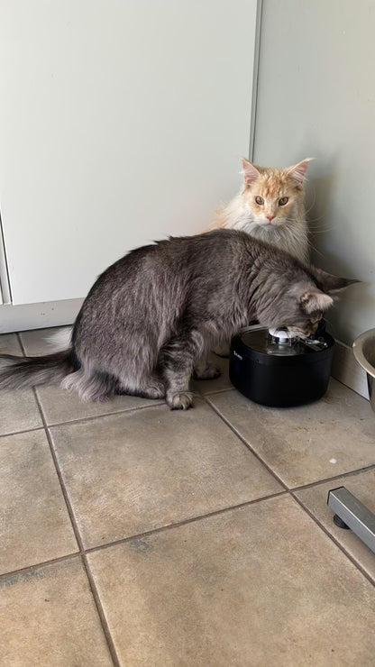 Draadloze Drinkfontein – Altijd Gezond en Vers Water voor je Kat