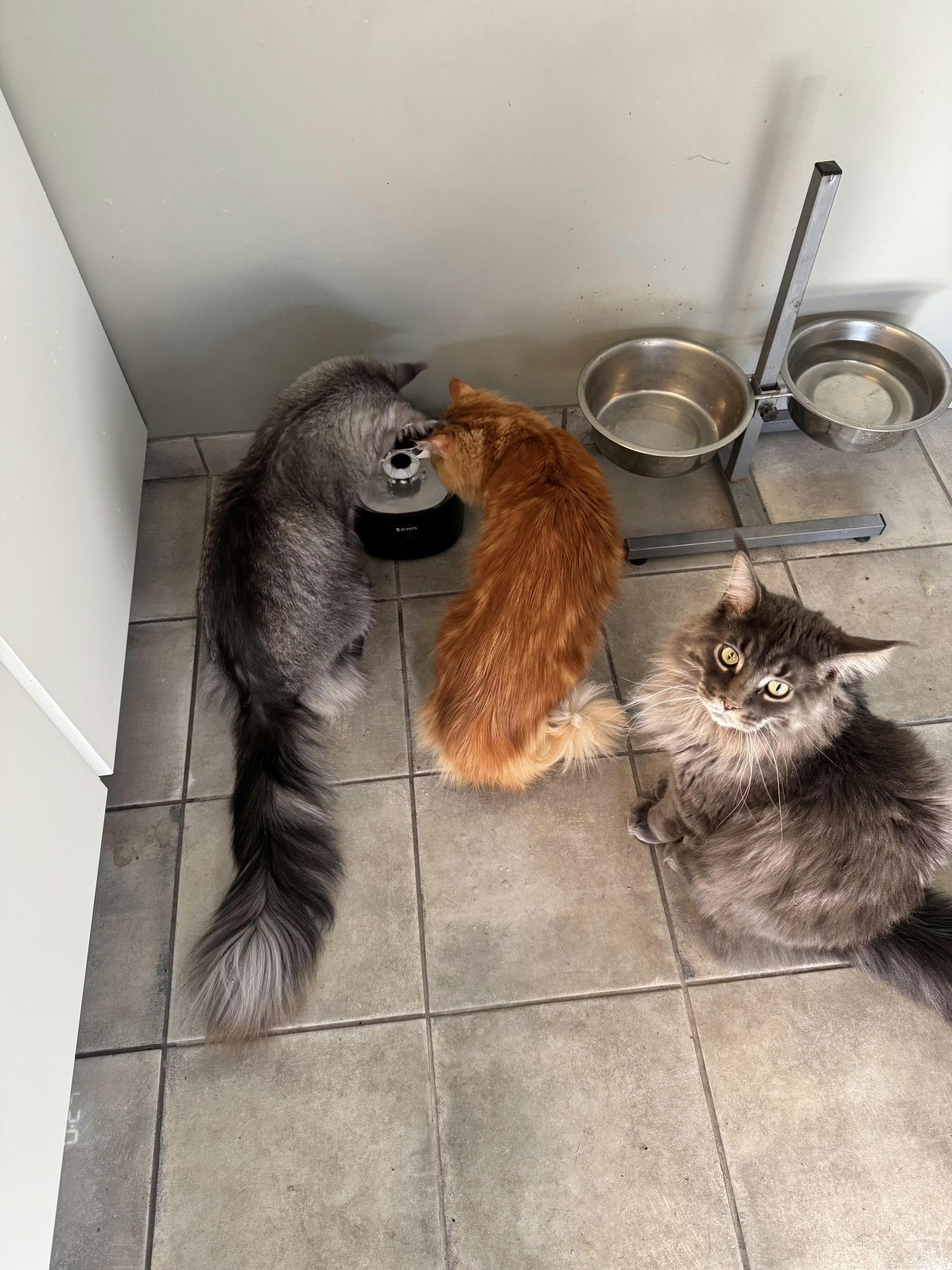 Draadloze Drinkfontein – Altijd Gezond en Vers Water voor je Kat