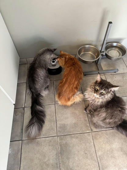 Draadloze Drinkfontein – Altijd Gezond en Vers Water voor je Kat